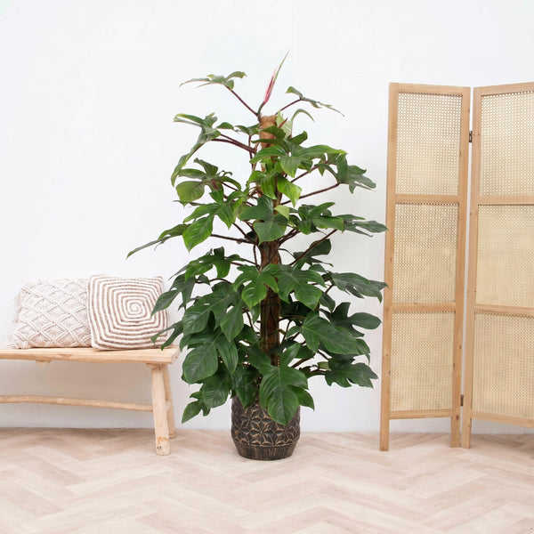 Philodendron Squamiferum - 170cm kopen bij Green Bubble