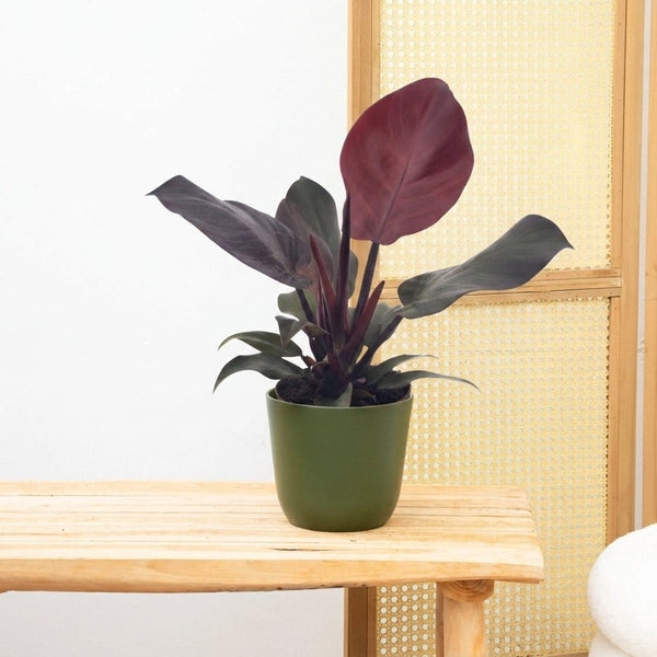 Philodendron Sunlight - 30cm kopen bij Green Bubble