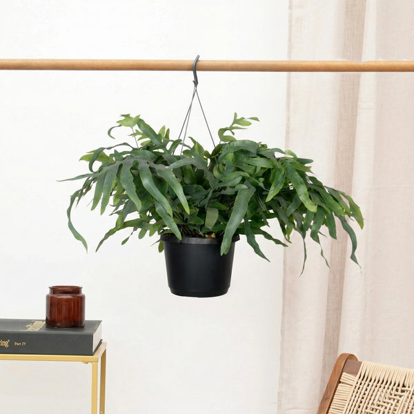 Phlebodium Aureum Blue Star hangplant - 40cm kopen bij Green Bubble