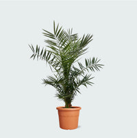 Phoenix Canariensis - 130cm