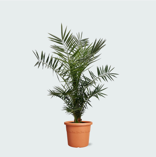 Phoenix Canariensis - 130cm kopen bij Green Bubble