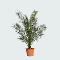 Phoenix Canariensis - 180cm