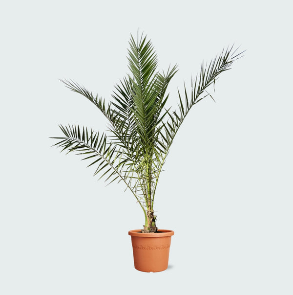 Phoenix Canariensis - 220cm kopen bij Green Bubble