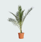 Product afbeelding 1