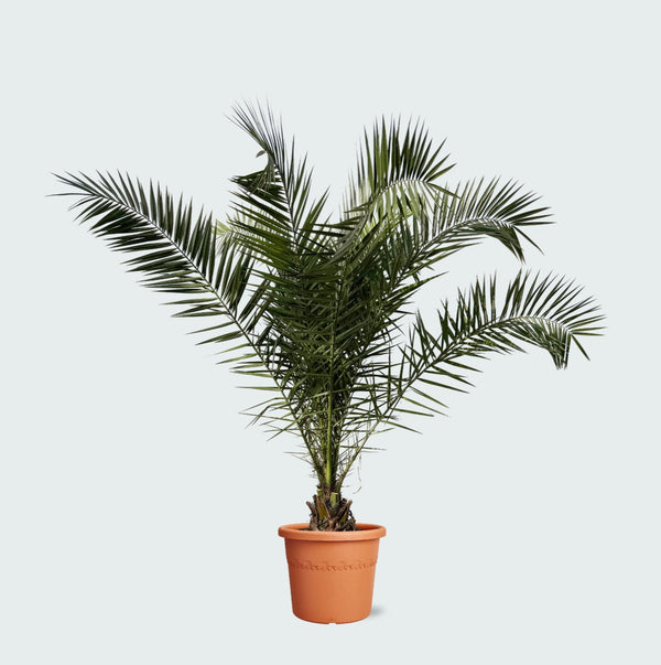Phoenix Canariensis - 300cm kopen bij Green Bubble