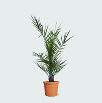 Phoenix Canariensis - 80cm