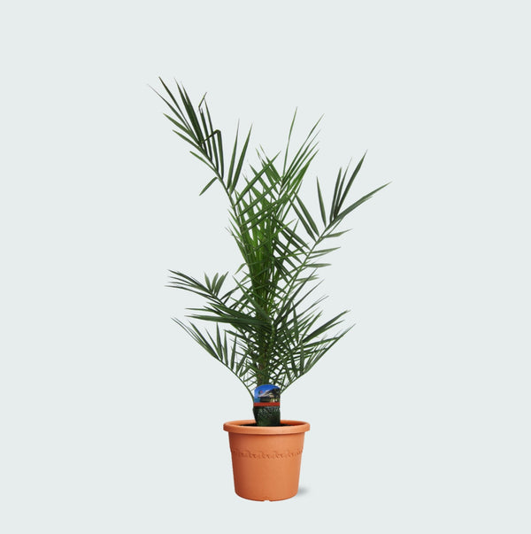 Phoenix Canariensis - 80cm kopen bij Green Bubble