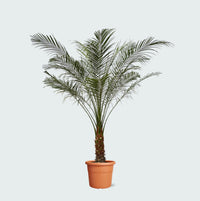 Phoenix Roebelenii op stam - 160cm
