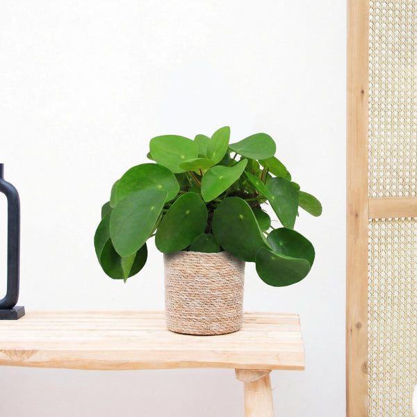 Pilea Peperomioides (Pannenkoekenplant) - 40 cm kopen bij Green Bubble