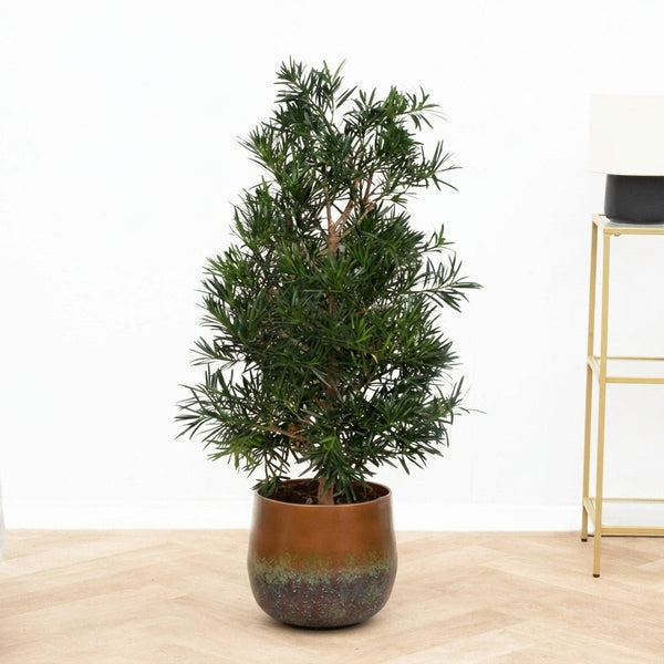 Podocarpus Macrophylla - 120cm kopen bij Green Bubble