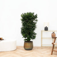 Podocarpus Macrophylla - 140cm