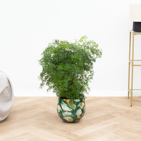 Polysicas Hawaiiana Ming - 90cm kopen bij Green Bubble