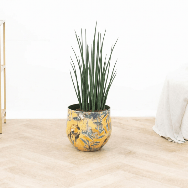 Sansevieria Mikado - 80 cm kopen bij Green Bubble