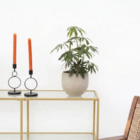 Anthurium Polyschistum Mosstok - 40cm