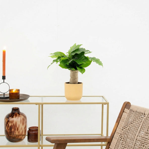 Coffea arabica met jute stam - 25 cm kopen bij Green Bubble