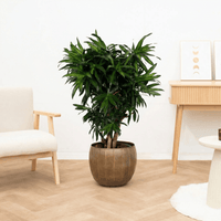 Dracaena Song of Jamaica vertakt - 120 cm