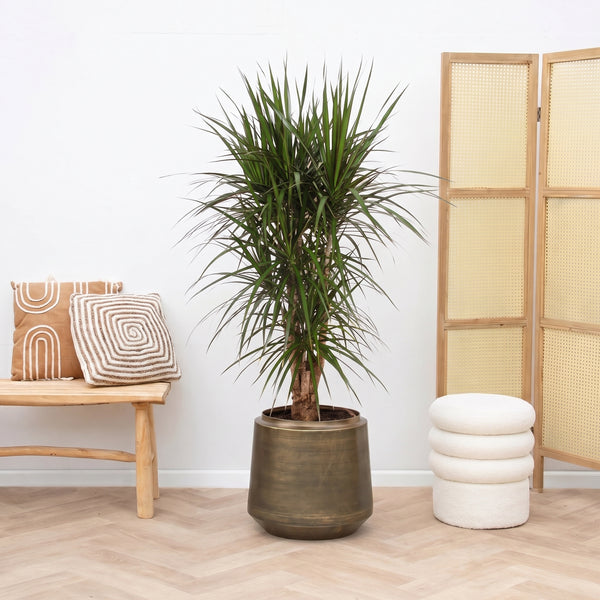 Dracaena Marginata vertakt - 130cm kopen bij Green Bubble