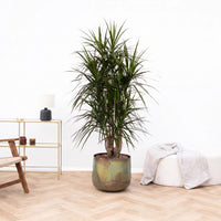 Dracaena Marginata vertakt - 160cm
