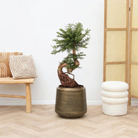 Araucaria Bidwillii bonsai S - vorm - 80cm