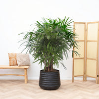 Rhapis Excelsa - 130cm