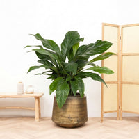 Anthurium Jungle King struik - 100cm