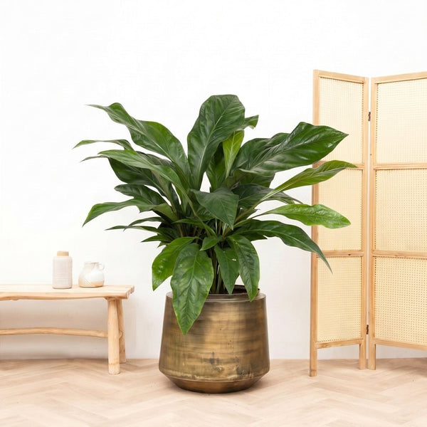 Anthurium Jungle King struik - 100cm kopen bij Green Bubble