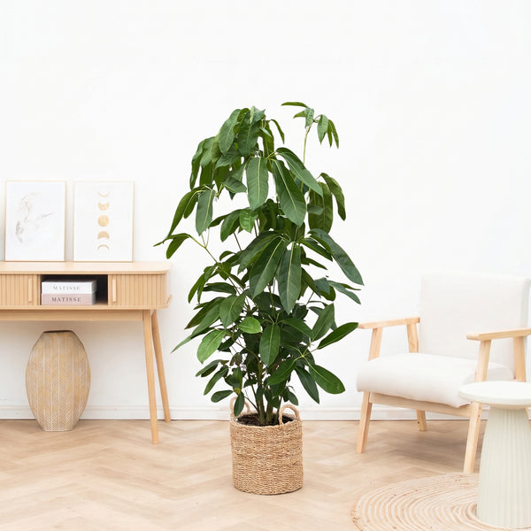 Schefflera Amate - 150cm kopen bij Green Bubble