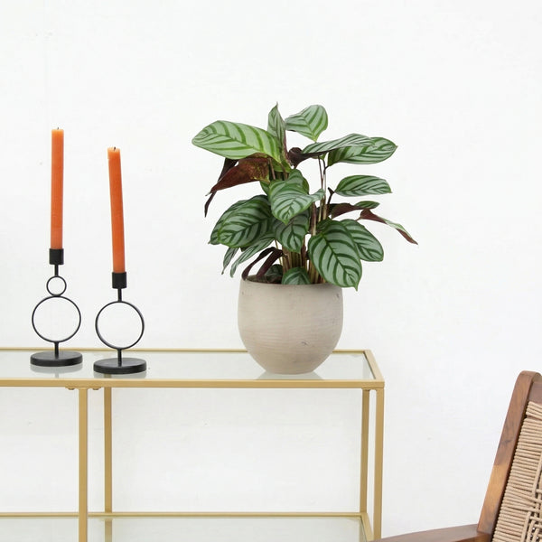 Calathea Compactstar - 40 cm kopen bij Green Bubble