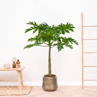 Papaya - 150cm
