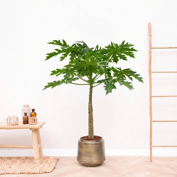 Papaya - 150cm kopen bij Green Bubble