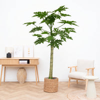 Papaya - 225cm