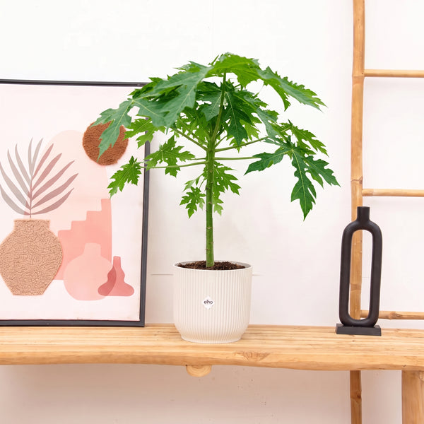 Papaya - 50cm kopen bij Green Bubble