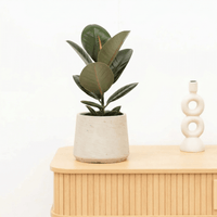 Ficus Elastica Robusta - 50 cm