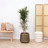 Dracaena Reflexa Anita vertakt - 160cm