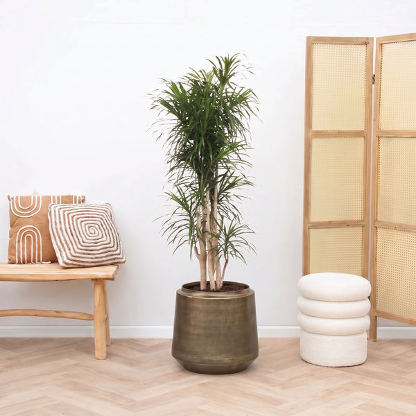 Dracaena Reflexa Anita vertakt - 160cm kopen bij Green Bubble