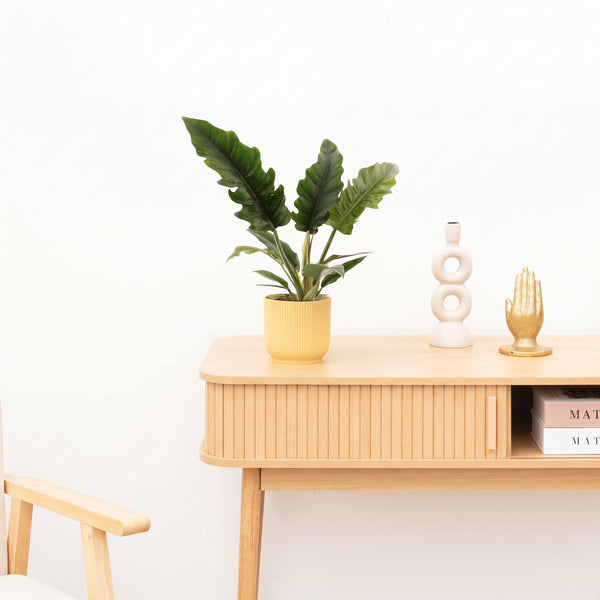 Philodendron Narrow Escape - 40 cm kopen bij Green Bubble