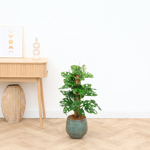 Monstera monkey leaf mosstok - 70 cm kopen bij Green Bubble