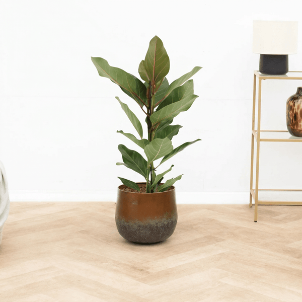 Ficus benghalensis audrey - 80 cm kopen bij Green Bubble