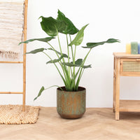 Alocasia Cucullata - 90cm