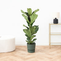 Ficus Lyrata struik XXL - 120cm