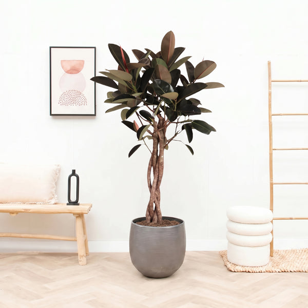 Ficus Elastica Burgundy gevlochten stam – 190cm
