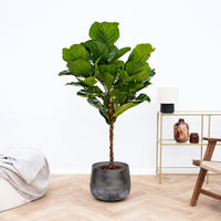 Ficus Lyrata op stam - 150cm