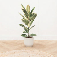 Ficus Tineke struik - 90 cm
