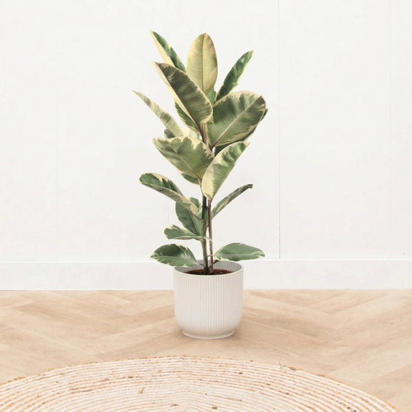 Ficus Tineke struik - 90 cm kopen bij Green Bubble