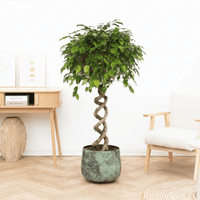 Ficus Benjamina spiraal - 140 cm