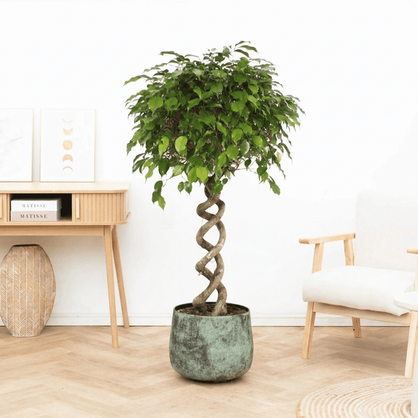 Ficus Benjamina spiraal - 140 cm kopen bij Green Bubble