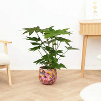 Fatsia japonica - 70 cm