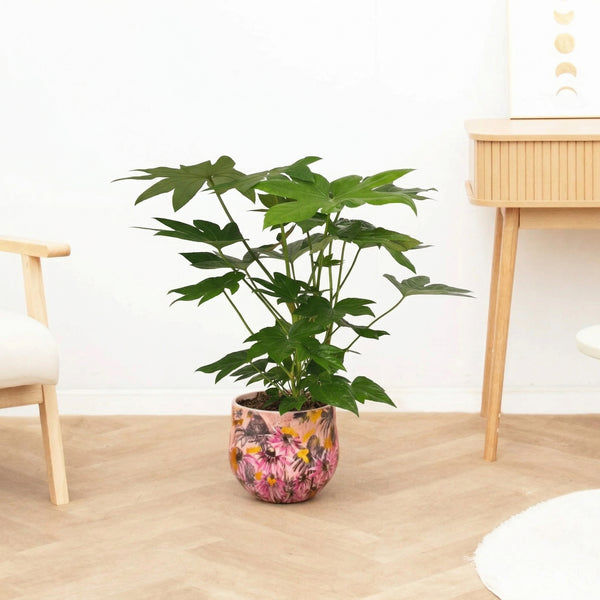 Fatsia japonica - 70 cm kopen bij Green Bubble