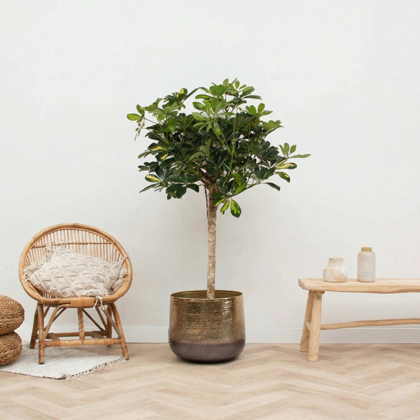 Schefflera Gold Capella op stam - 130 cm kopen bij Green Bubble