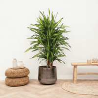 Dracaena Riki - 120 cm